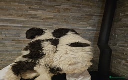 Perro de Agua Español perros en venta: Machos bicolores PDAE - Imagen 6