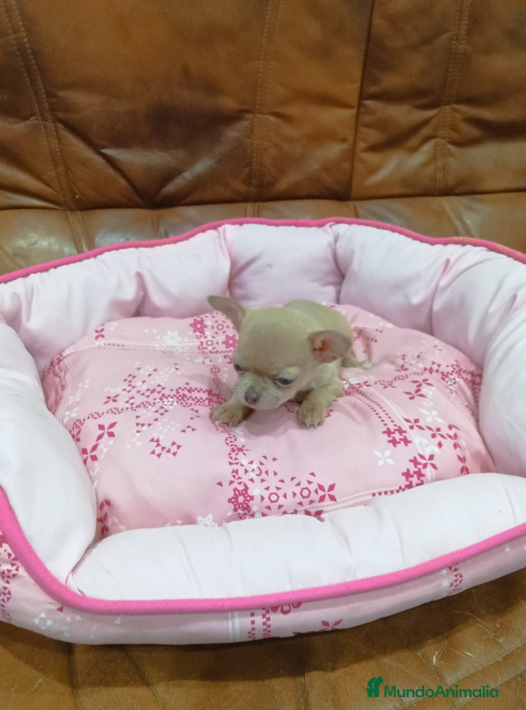 Chihuahua perros en venta: CHIHUAHUA toy  - Anuncio 3