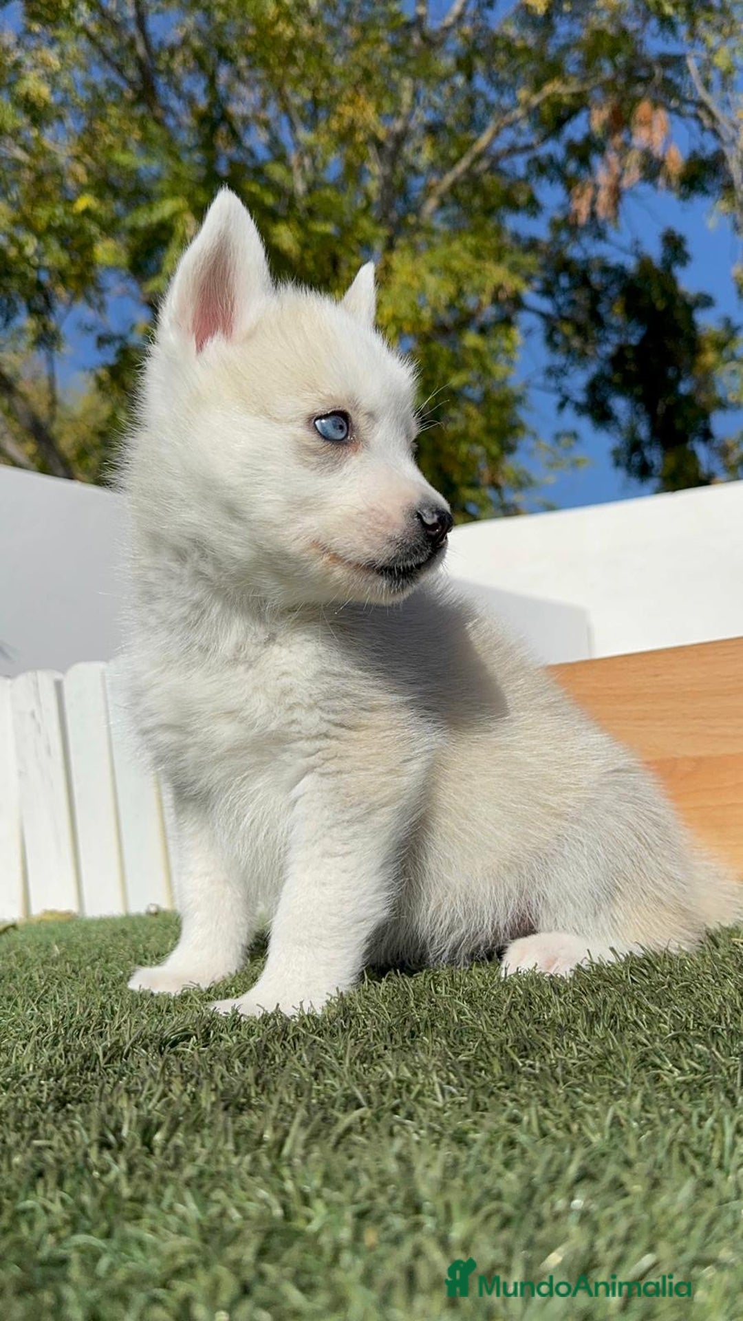 Husky Siberiano perros en venta: HUSKY SIBERIANO - Anuncio 3
