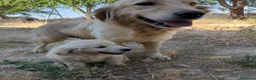 Golden Retriever perros en venta: Preciosos cachorros de golden retriever - Anuncio 2