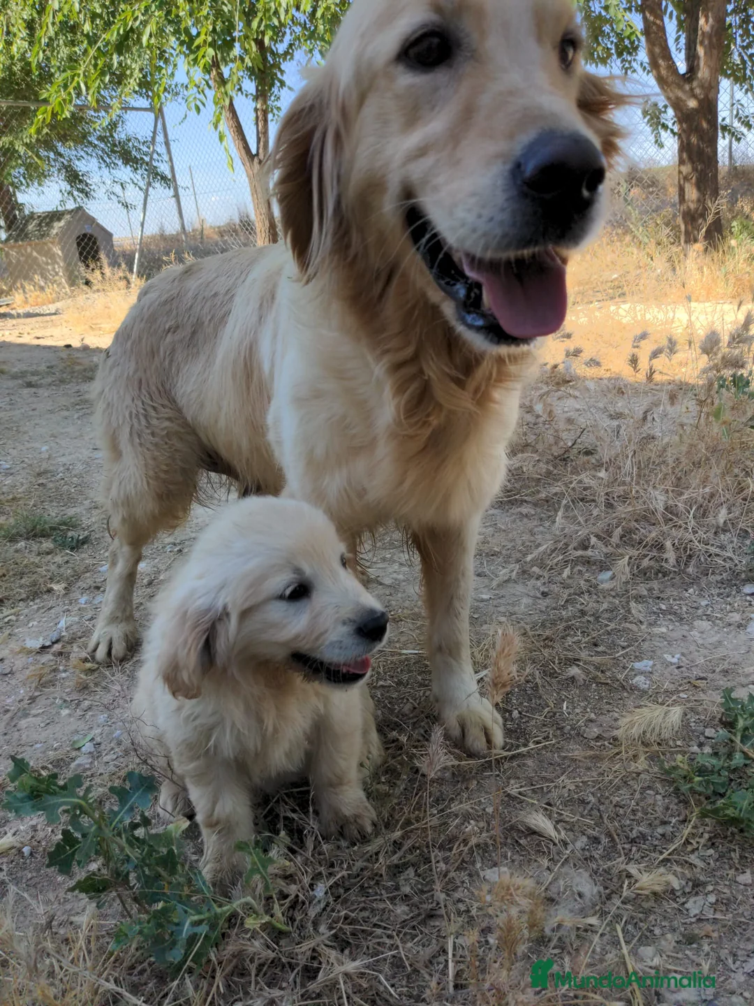 Golden Retriever perros en venta: Preciosos cachorros de golden retriever - Anuncio 2