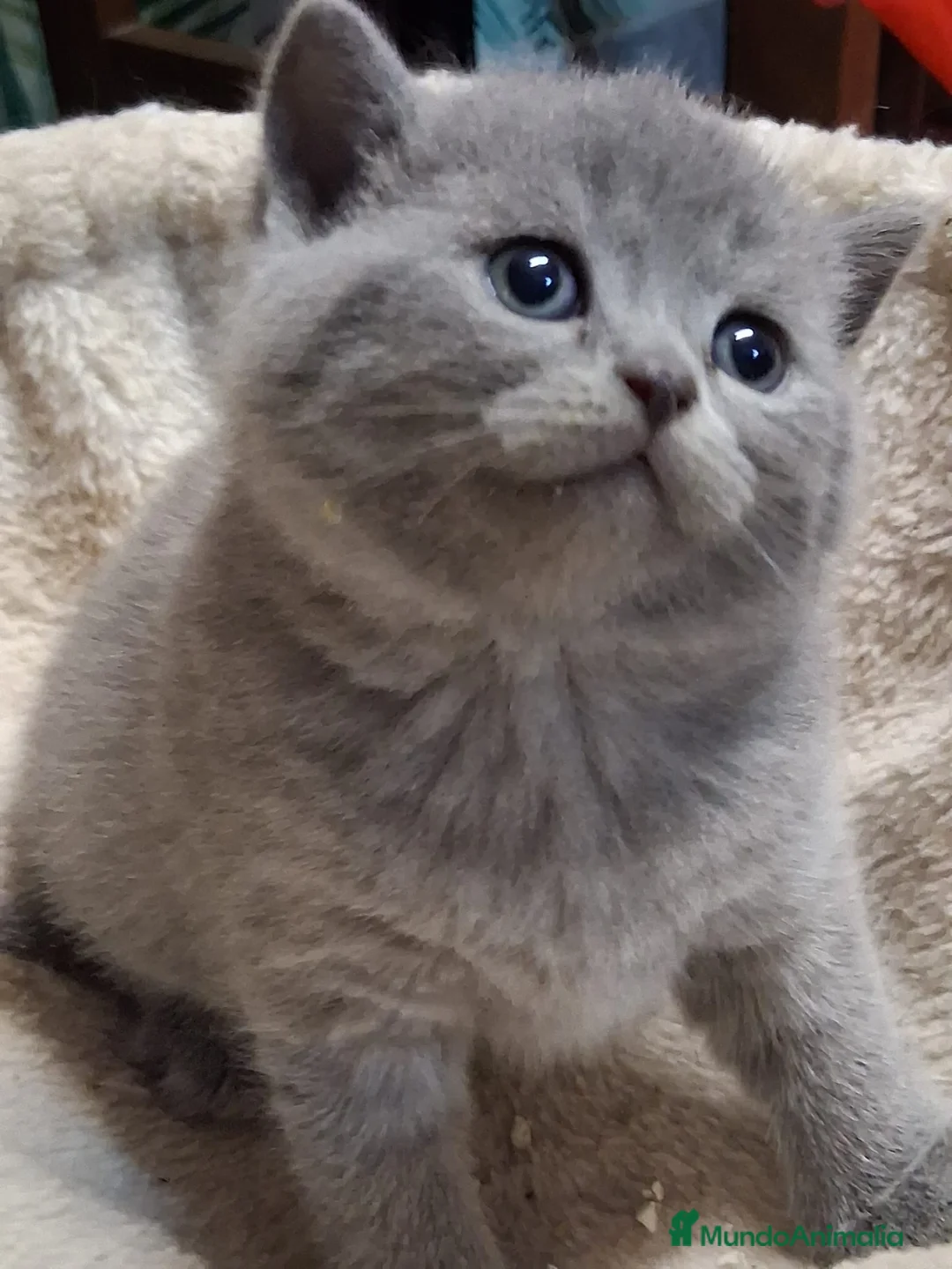 Británico de Pelo Corto Azul gatos en venta: British Blue  - Anuncio 2