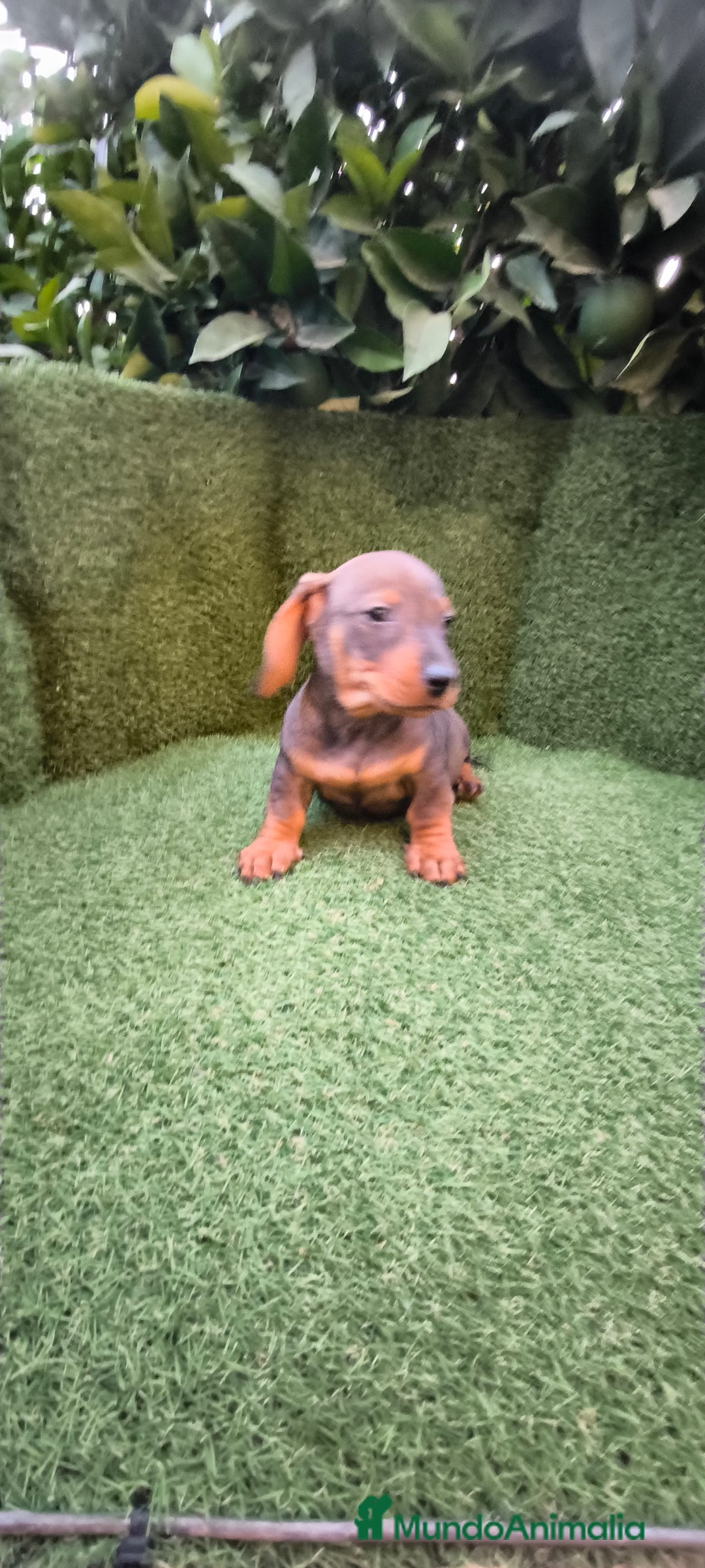 Teckel Miniatura perros en venta:  teckel miniatura  color jabali - Imagen 6