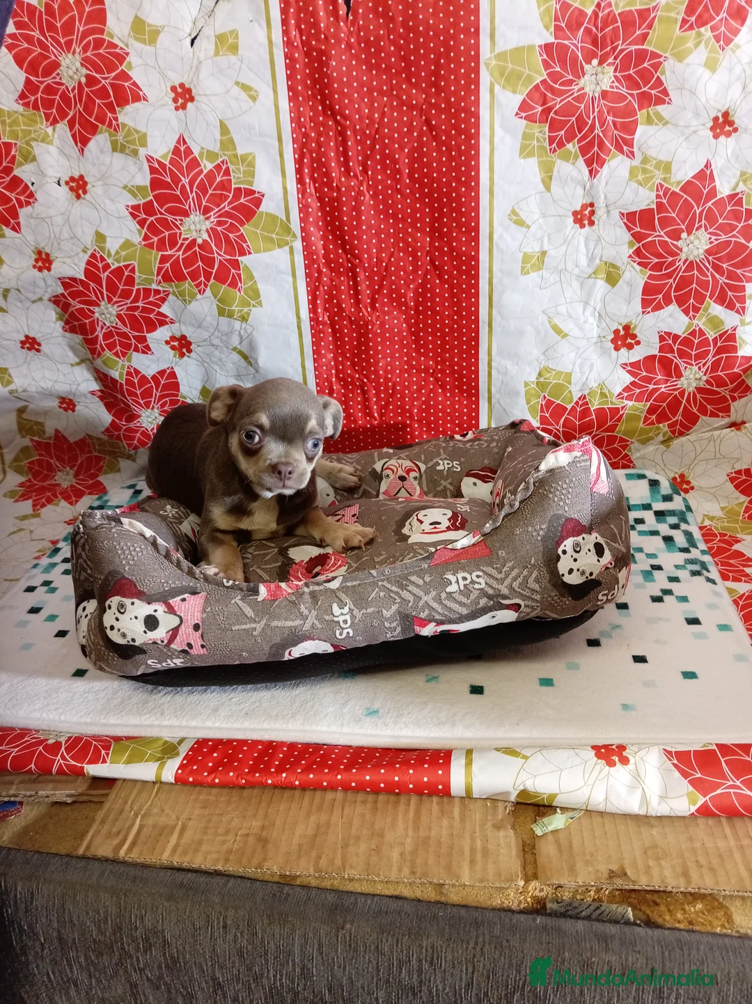 Chihuahua perros en venta: Chihuahua - Anuncio 6