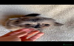 Pomerania perros en venta: Pomerania toys  - Imagen 4
