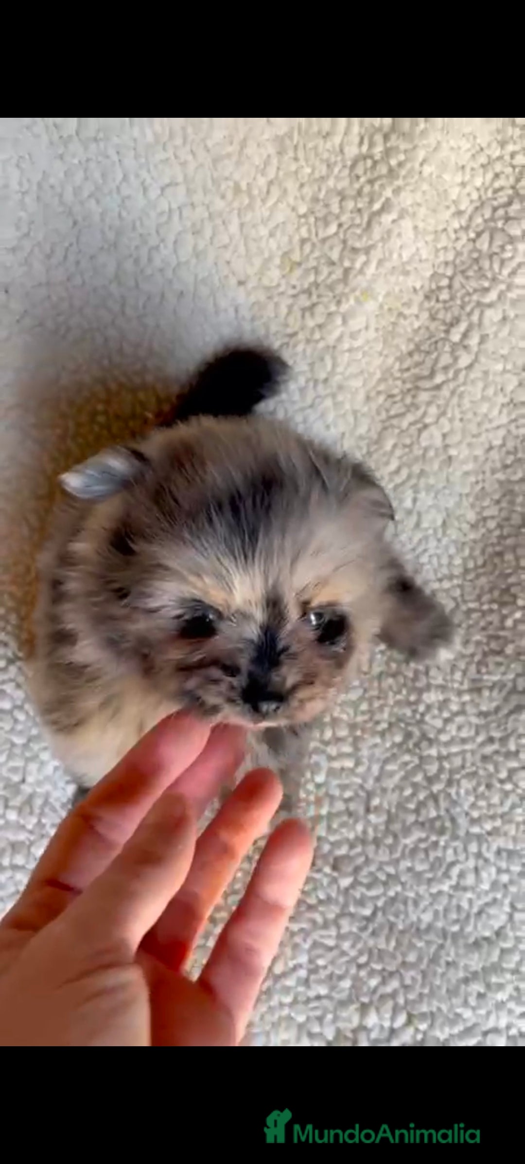 Pomerania perros en venta: Pomerania toys  - Imagen 4