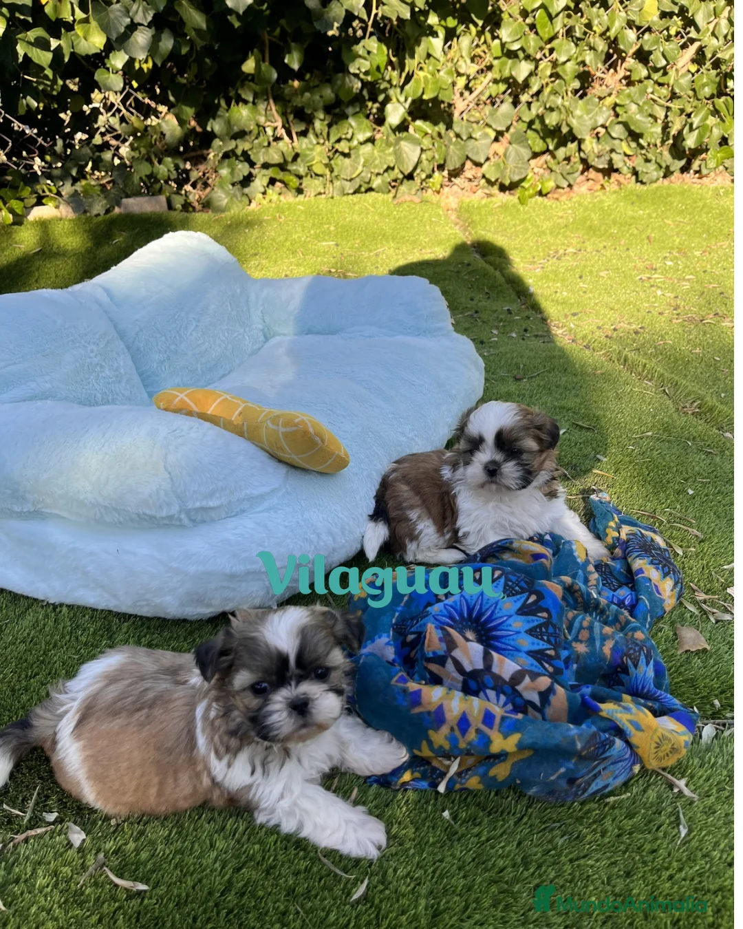 Shih Tzu perros en venta: Shih tzu en Barcelona  - Anuncio 6