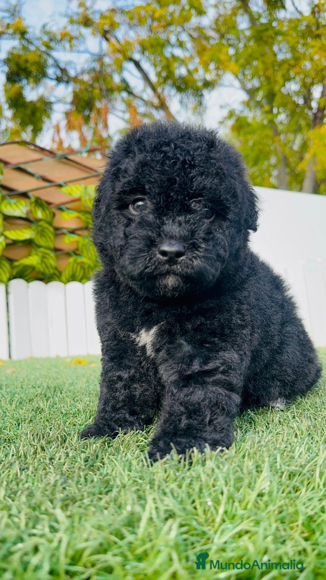 Perro de Agua Español perros en venta: PERRO DE AGUA  - Anuncio 5