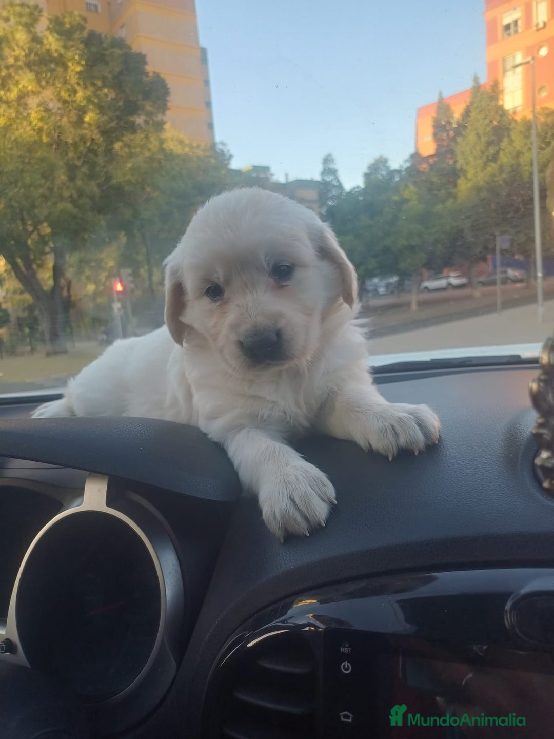 Golden Retriever perros en venta: Macho de golden retriever  - Imagen 2