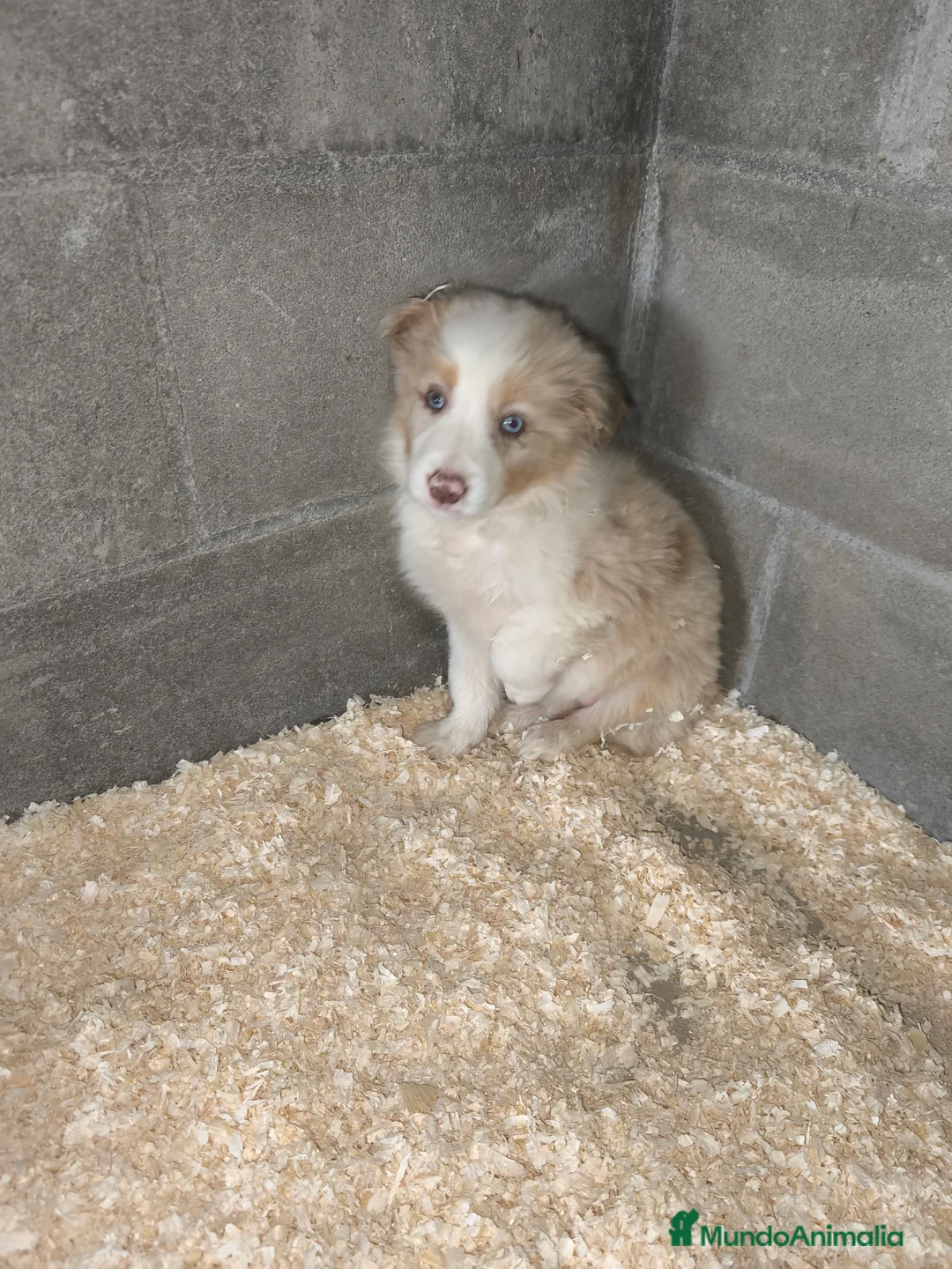 Border Collie perros en venta: Cachorros border collie color merle - Anuncio 5