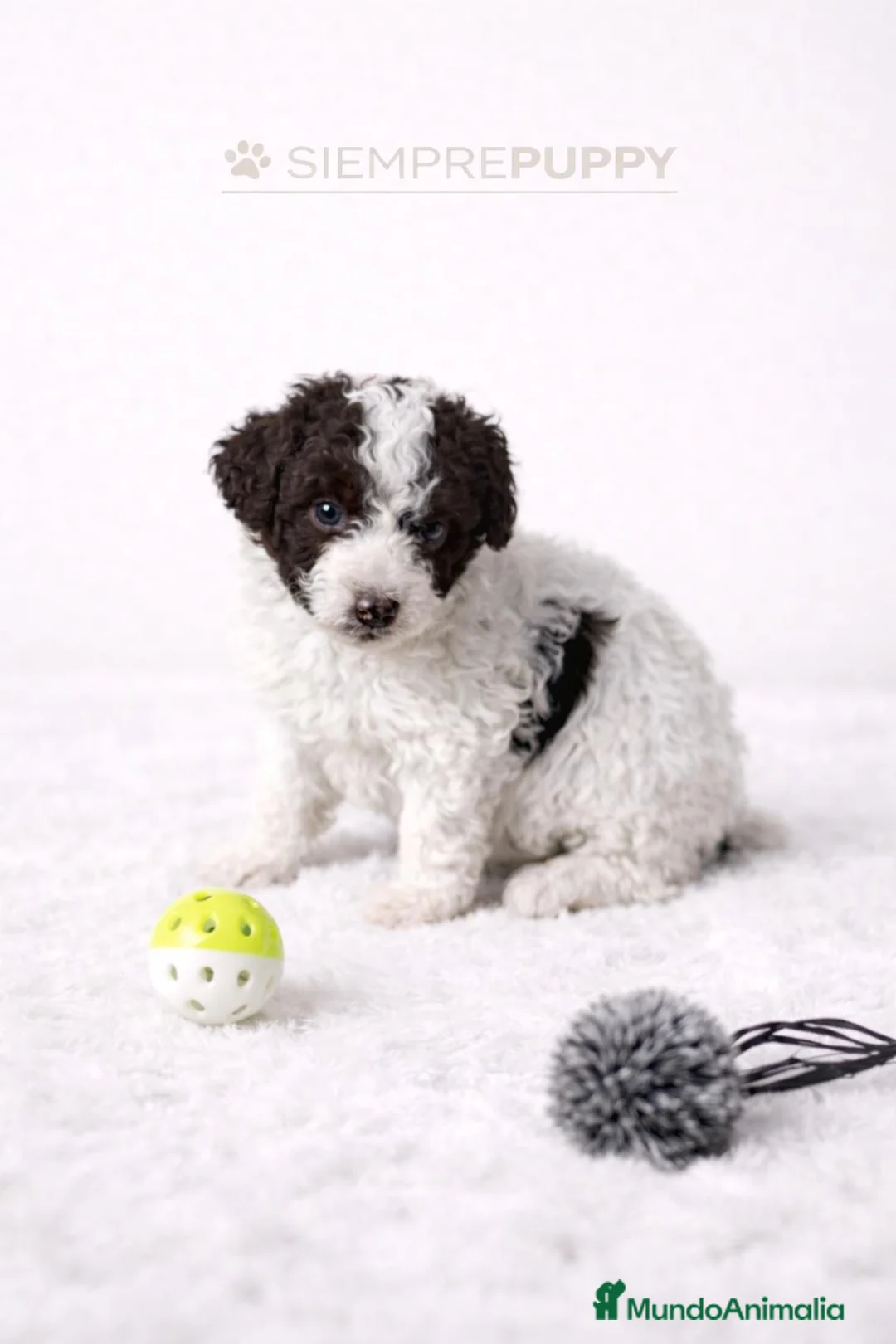 Perro de Agua Español perros en venta: PERRO DE AGUA ESPAÑOL - Anuncio 1