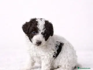 Perro de Agua Español perros PERRO DE AGUA ESPAÑOL - Anuncio 3