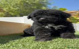 Perro de Agua Español perros en venta: PERRO DE AGUA ESPAÑOL MACHO - Imagen 1