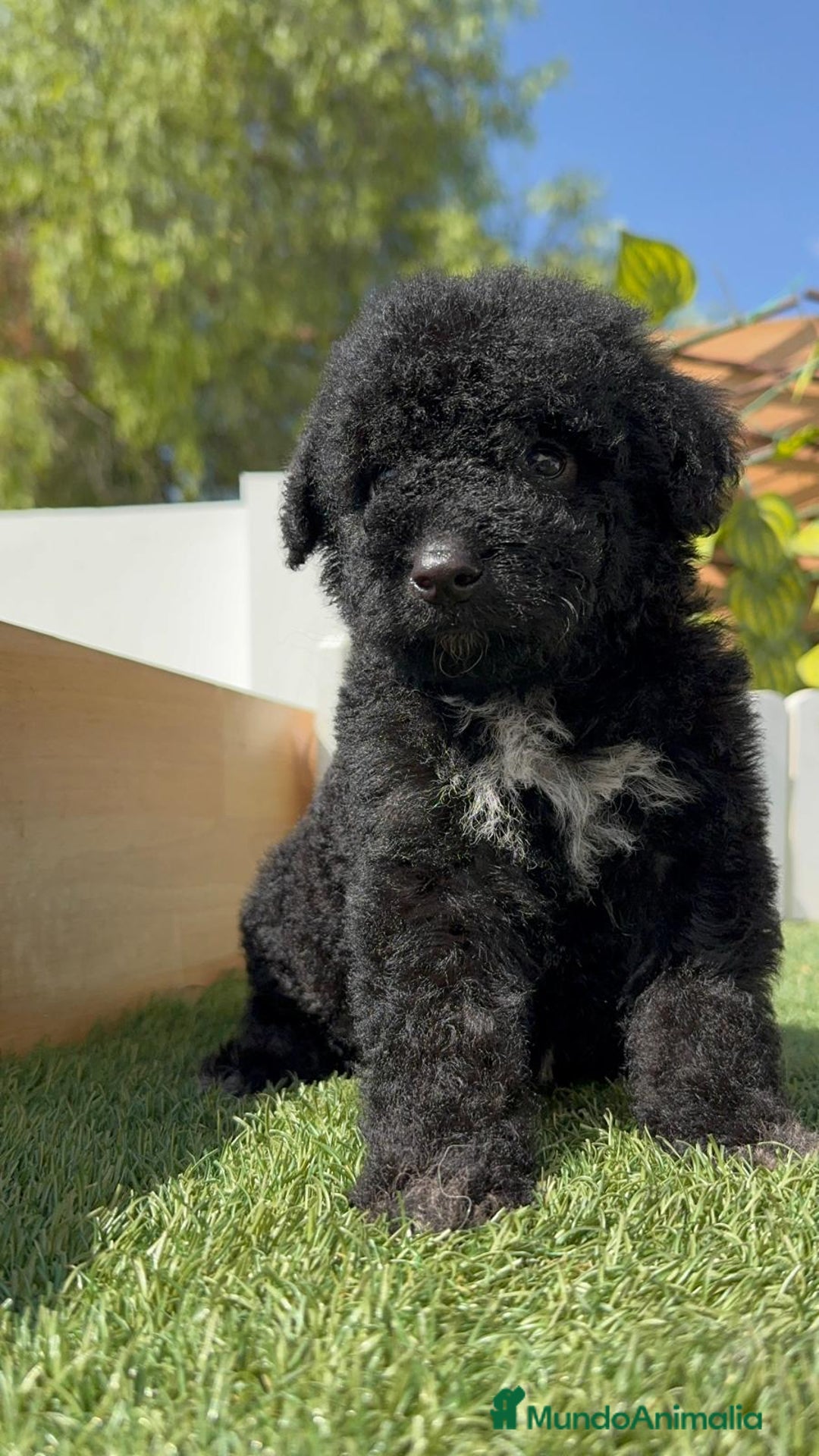 Perro de Agua Español perros en venta: PERRO DE AGUA ESPAÑOL MACHO - Imagen 1