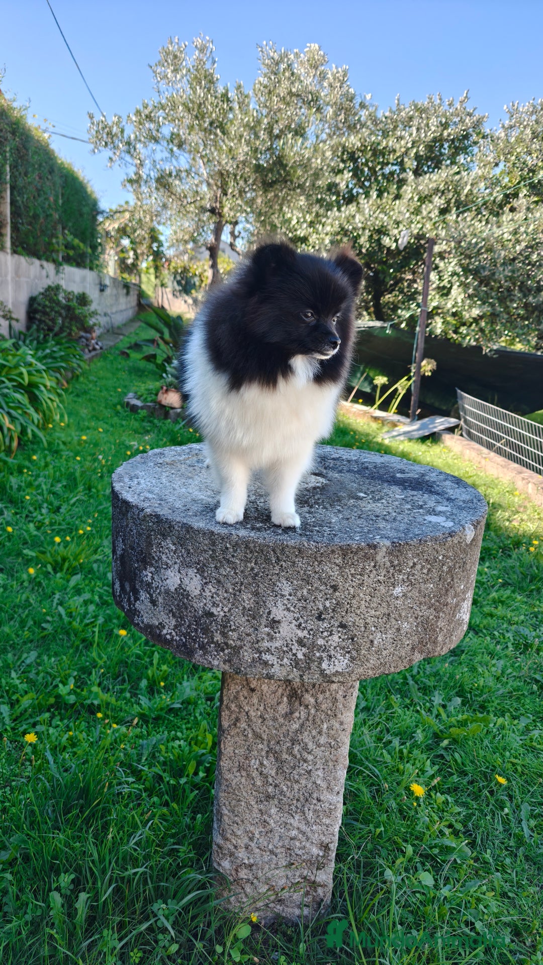 Pomerania perros en venta: Lulu de pomerania  - Imagen 7