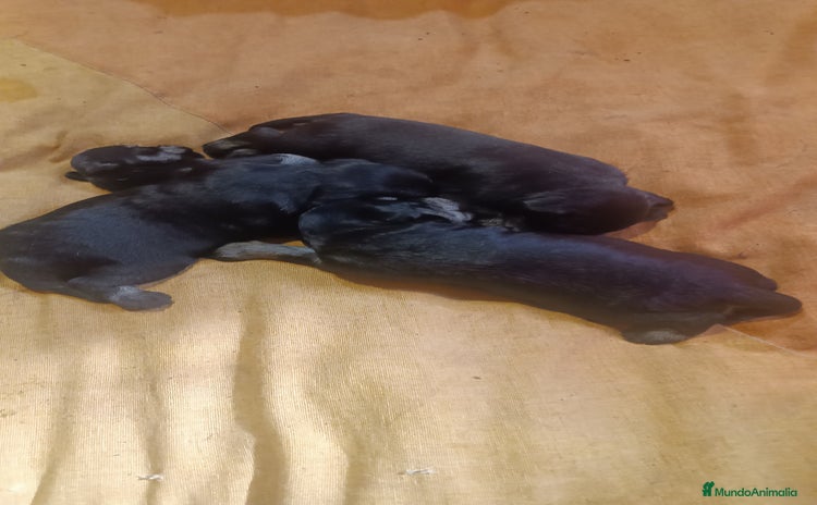 Schnauzer Miniatura perros - Anuncio 1