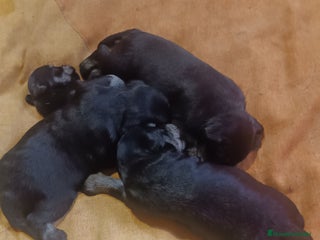 Schnauzer Miniatura perros - Anuncio 1