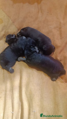 Schnauzer Miniatura perros - Anuncio 1