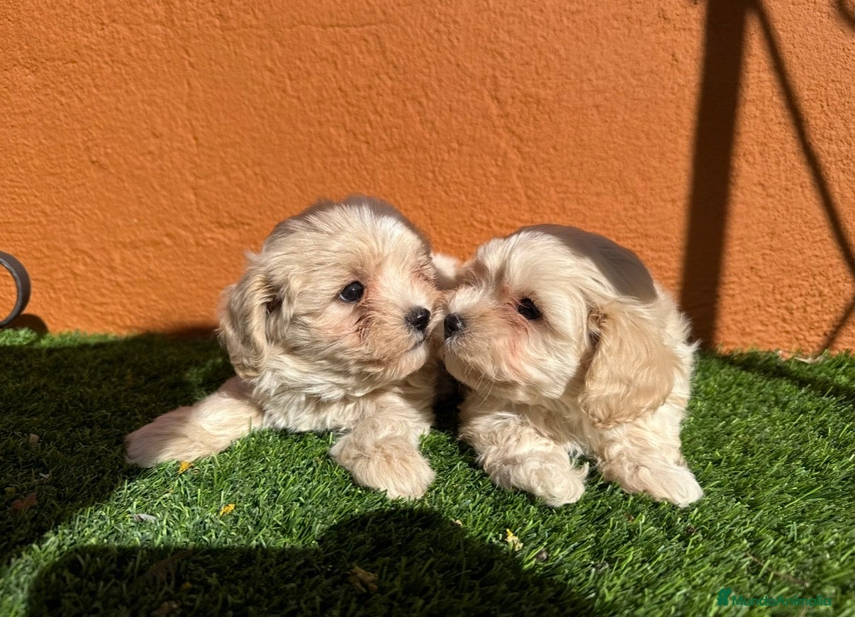 Maltipoo perros MALTIPOO - Anuncio 1