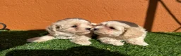 Maltipoo perros en venta: MALTIPOO - Anuncio 1