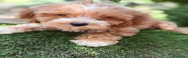 Maltipoo 1