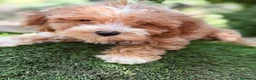 Maltipoo perros en venta: MALTIPOO APRICOT - Anuncio 4