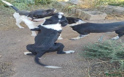 Border Collie perros en venta: Últimos border collie disponibles - Imagen 6