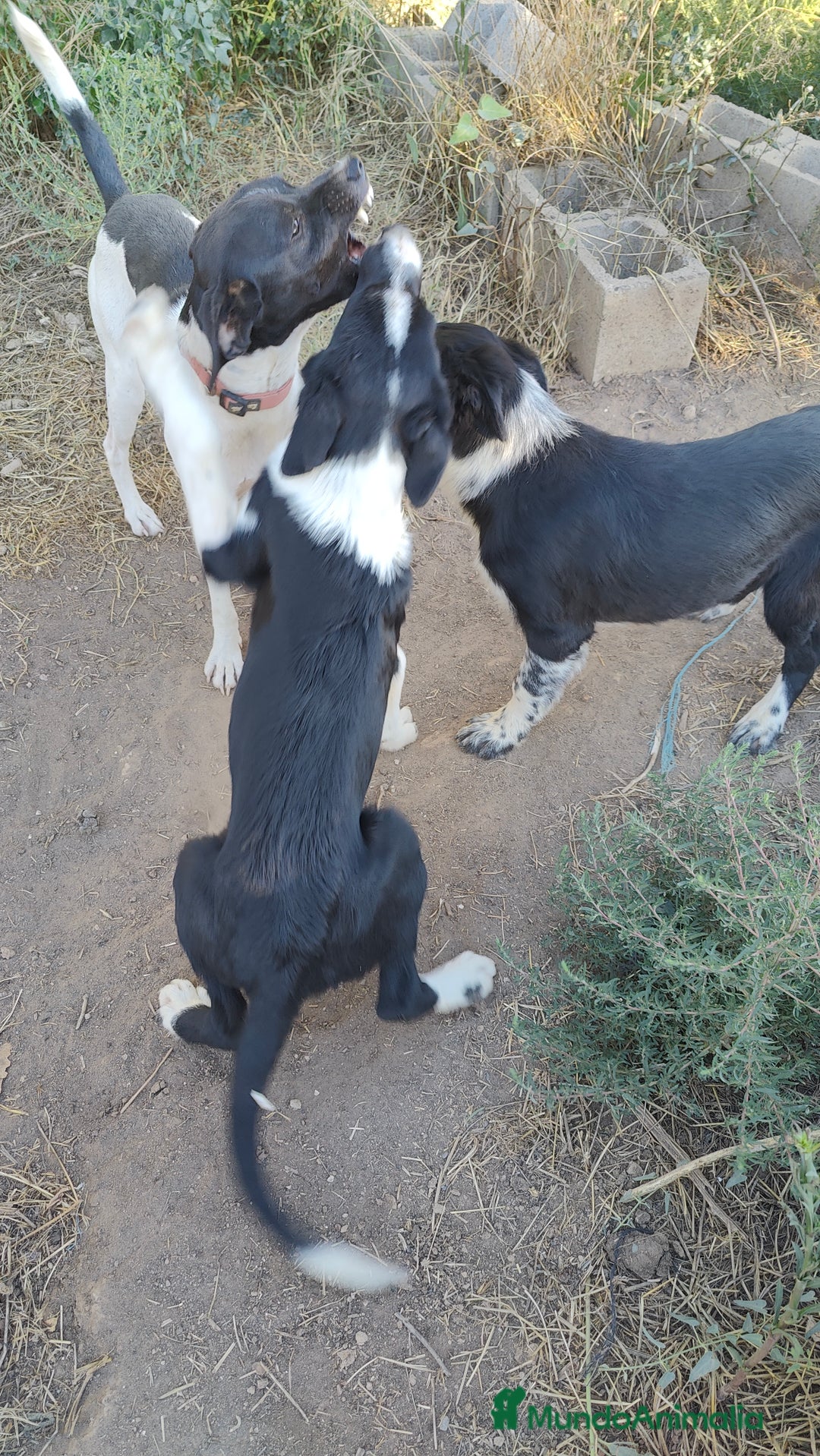 Border Collie perros en venta: Últimos border collie disponibles - Imagen 6