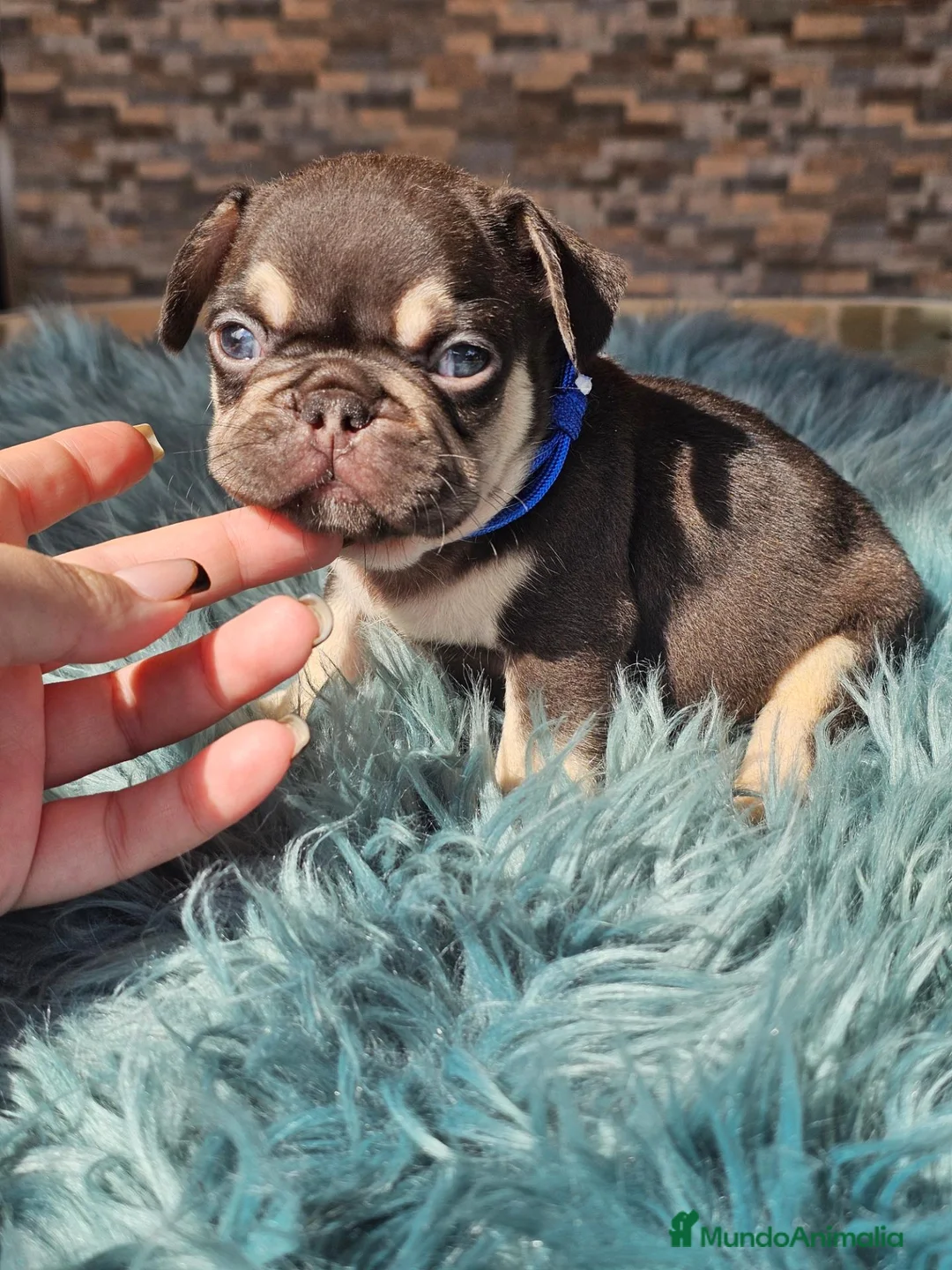 Bulldog Francés perros en venta: Bulldog francés cocoa and tan - Anuncio 1