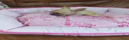 Chihuahua perros en venta: CHIHUAHUA TOY - Anuncio 6