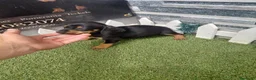 Teckel perros en venta: TECKEL - Anuncio 1