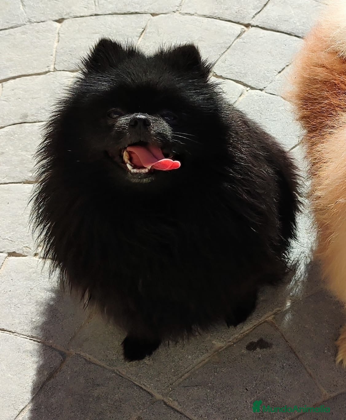 Pomerania perros Pomerania  - Anuncio 1