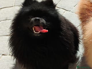 Pomerania perros Pomerania - Anuncio 32