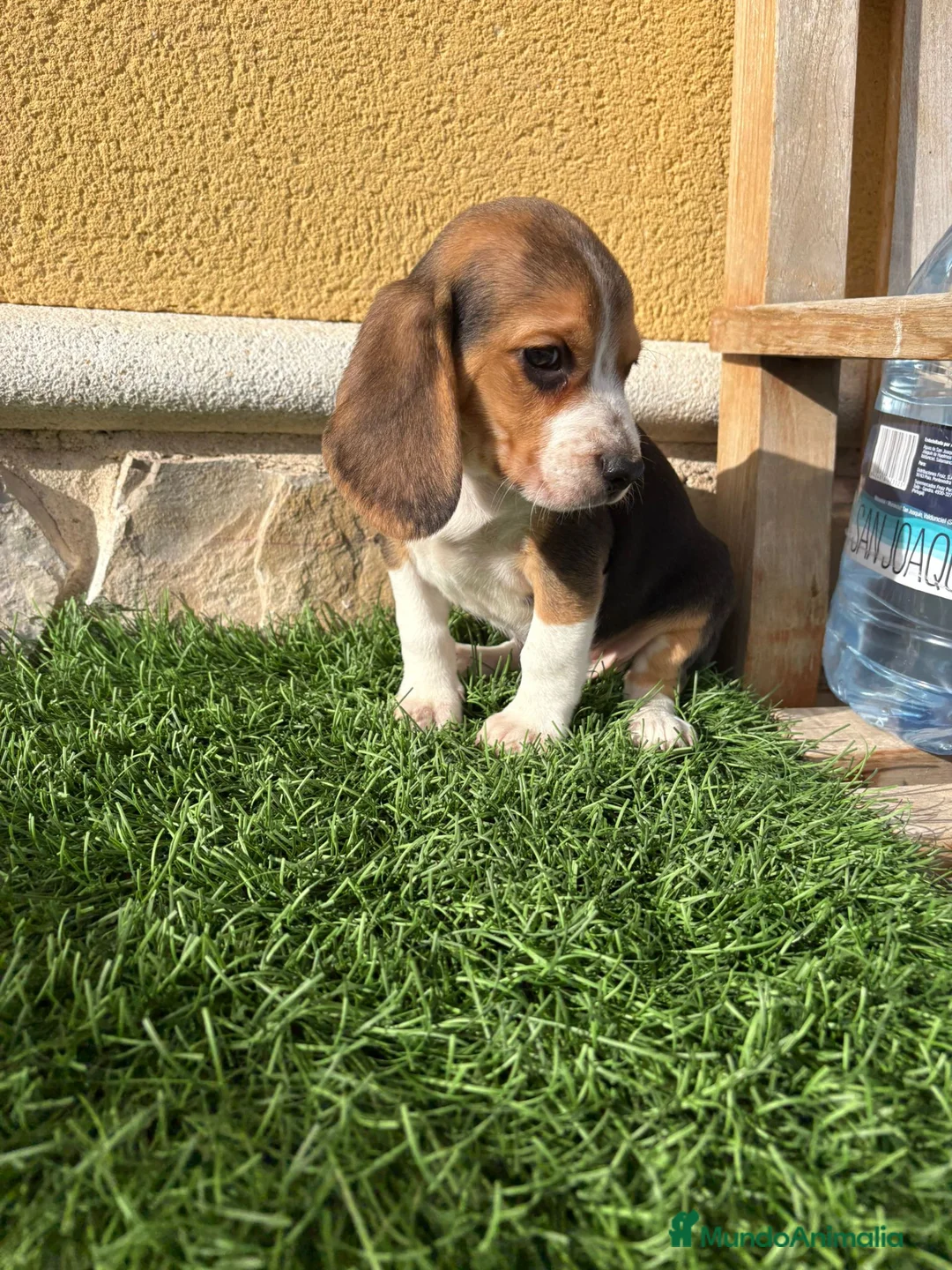 Beagle perros en venta: Cachorro macho de Beagle  - Anuncio 5