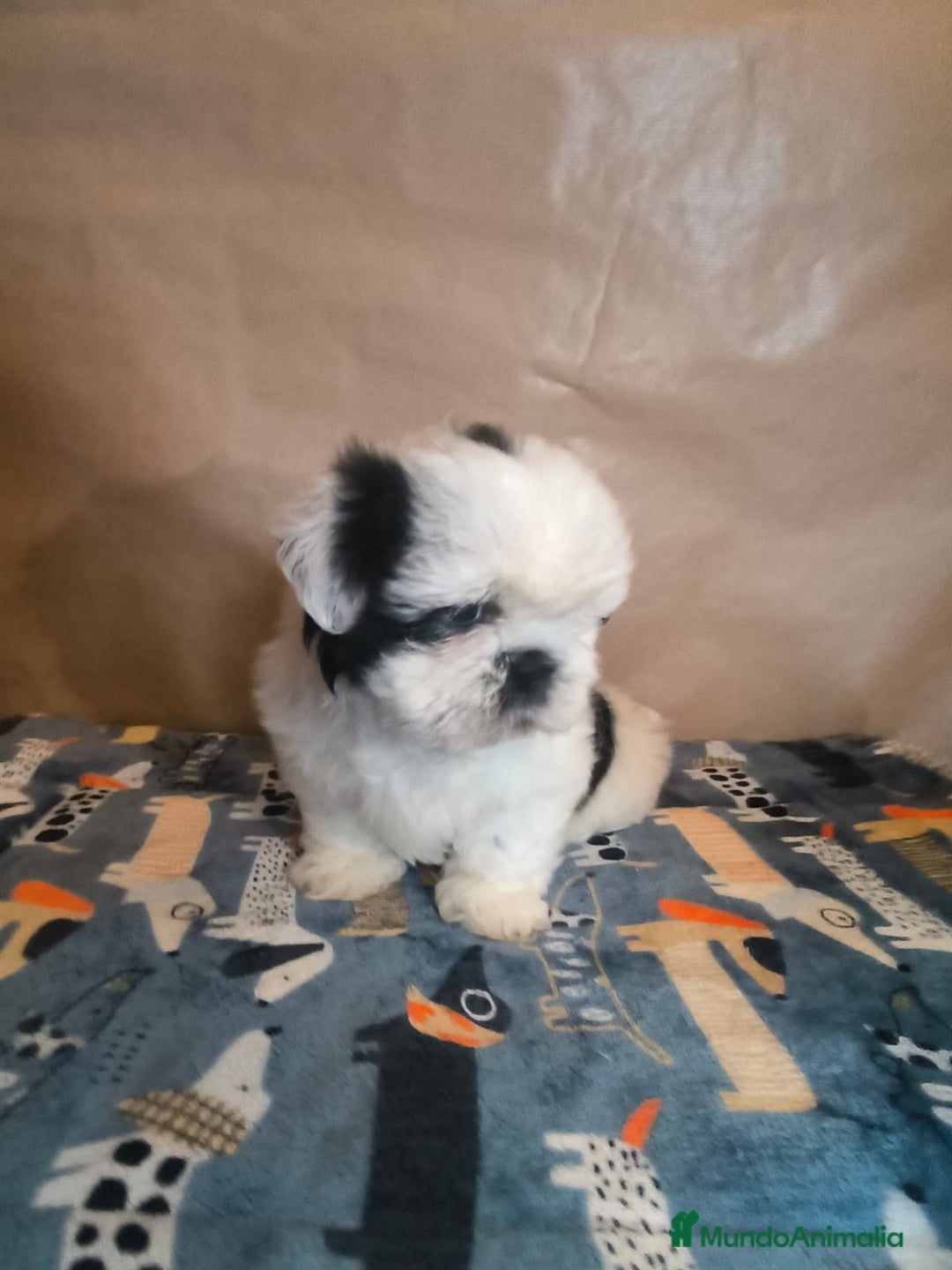 Shih Tzu perros en venta: Shit tzu mini - Anuncio 4