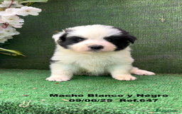 Border Collie perros en venta: BORDER COLLIE DE VILLA BIZNAGA - Imagen 38
