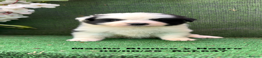 Border Collie Cachorro 3