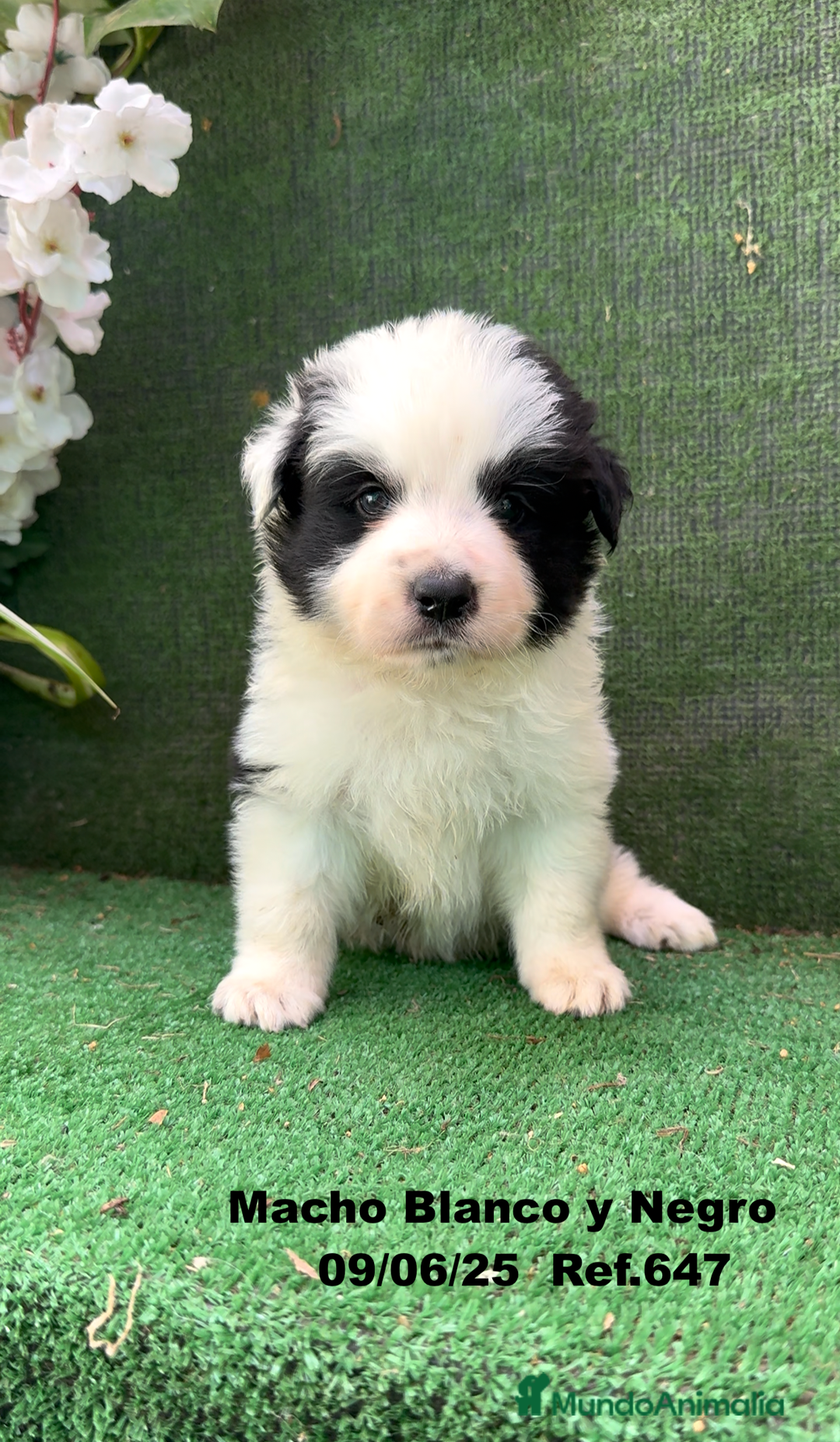 Border Collie perros en venta: BORDER COLLIE DE VILLA BIZNAGA - Imagen 38