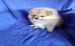 Pomerania perros en venta: Pomerania mini en Valencia  - Imagen 1
