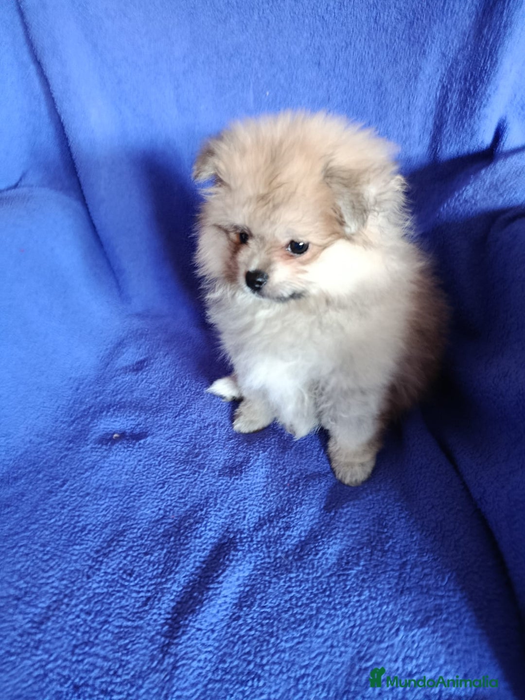 Pomerania perros en venta: Pomerania mini en Valencia  - Imagen 1