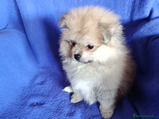 Pomerania perros - Anuncio 12