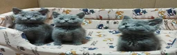 Británico de Pelo Corto Azul gatos en venta: British Shorthair preciosos  - Anuncio 3