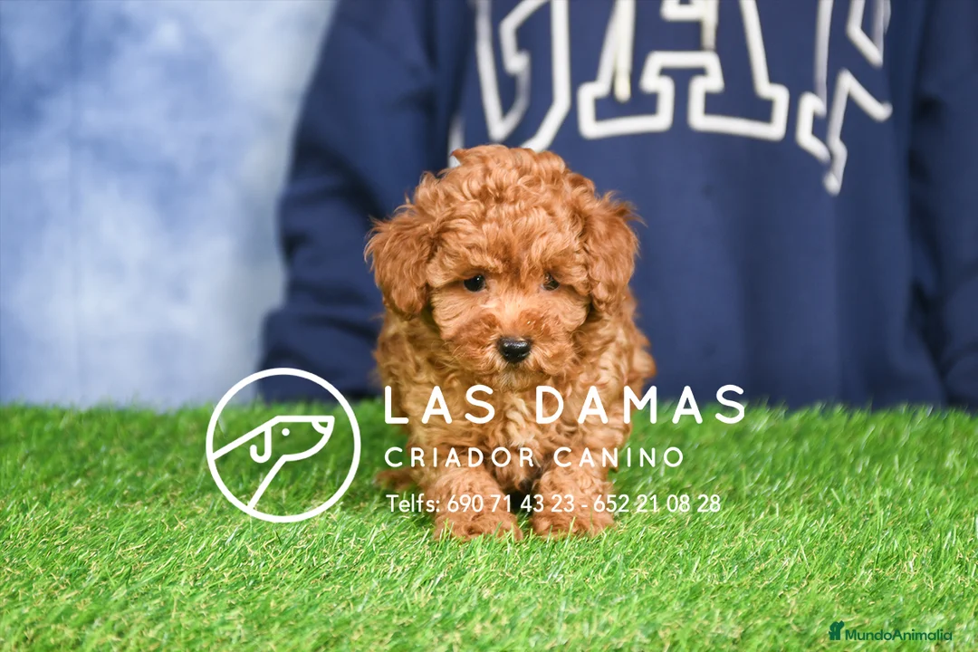 Caniche Enano perros en venta: Caniche Enano - Anuncio 1