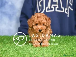 Caniche Enano perros Caniche Enano - Anuncio 1