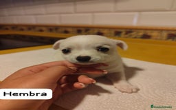 Chihuahua perros en venta: Chihuahua Toy cabeza de manzana  - Imagen 2