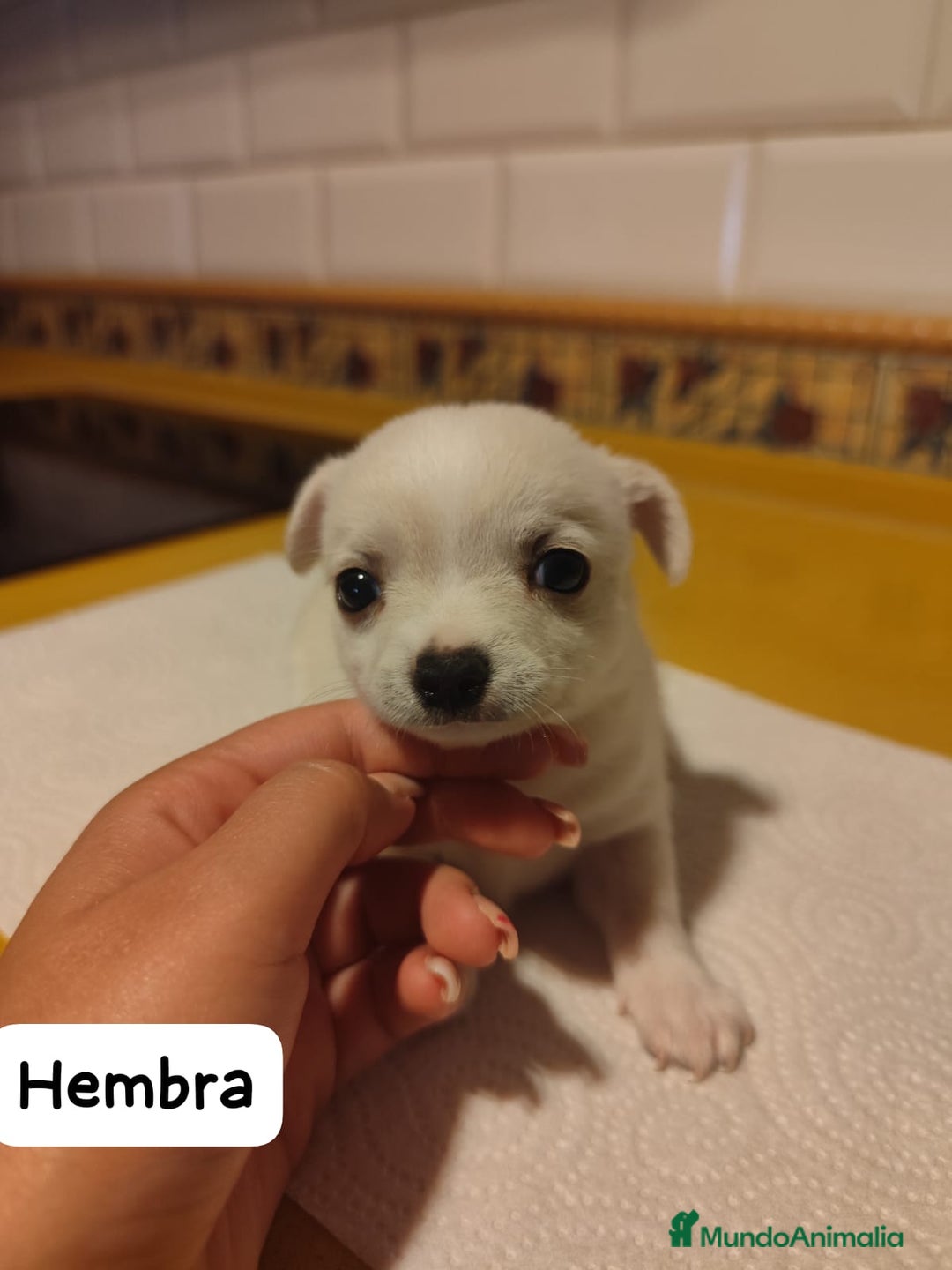 Chihuahua perros en venta: Chihuahua Toy cabeza de manzana  - Imagen 2