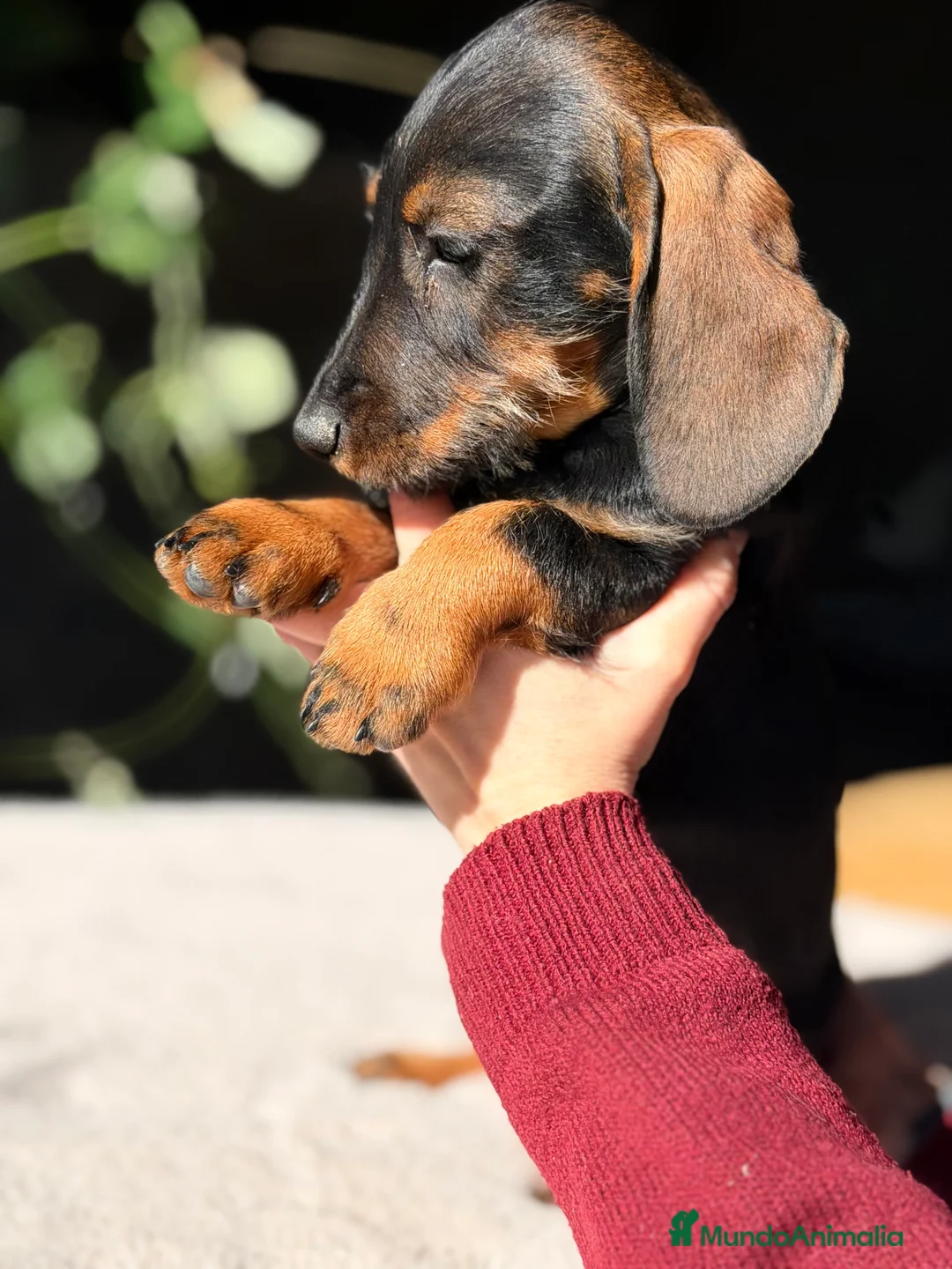 Teckel Miniatura perros en venta: Teckel jabalí macho  - Anuncio 6