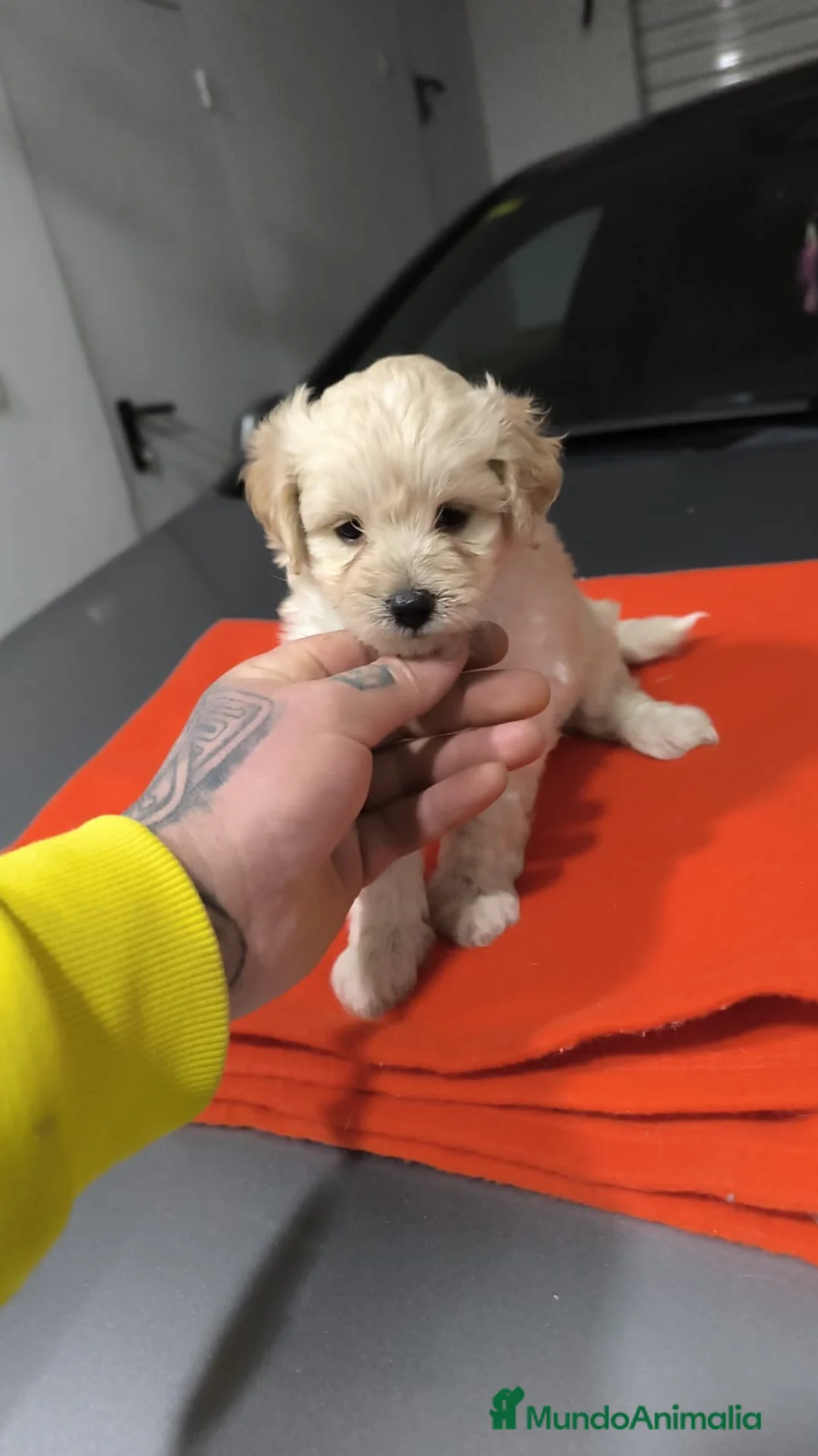 Maltipoo perros en venta: PRECIODA HEMBRA DE MALTIPOO - Anuncio 2