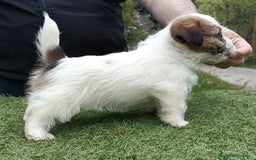 Jack Russell Terrier perros en venta: Cachorros de Jack Russell - Imagen 8