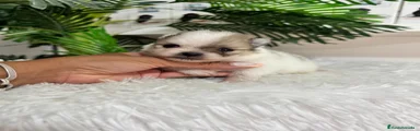 Pomerania 1